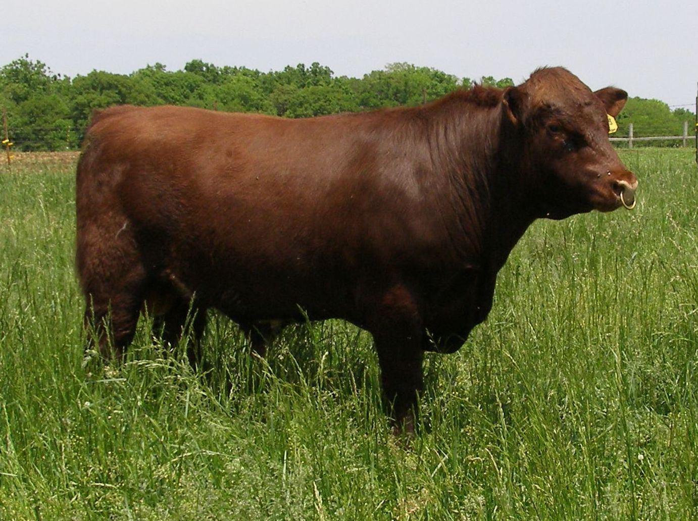 Shorthorn Herd Bulls at Nile Valley