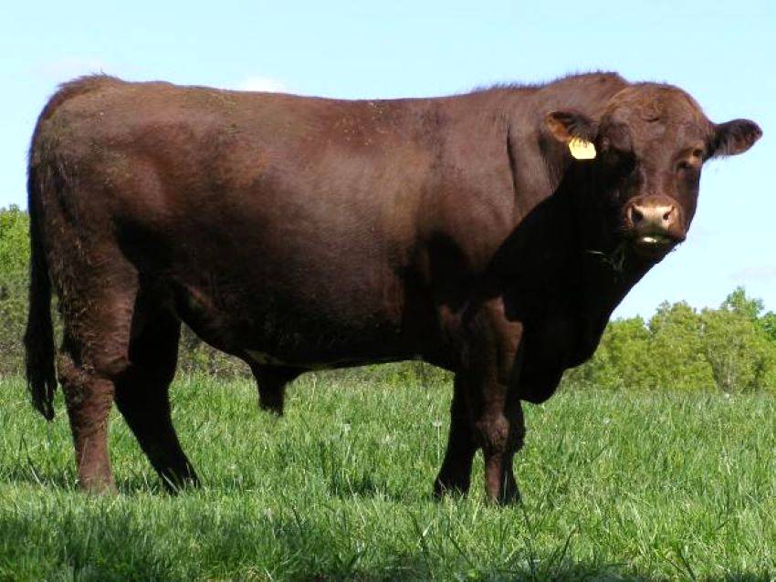 Shorthorn Bulls